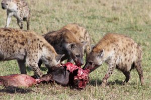 hyenas-feeding