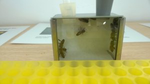 14290029_530788017124269_1798627545475996735_o